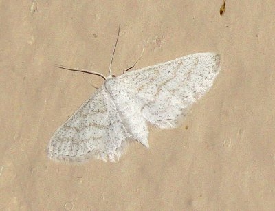 Unidentified Moth