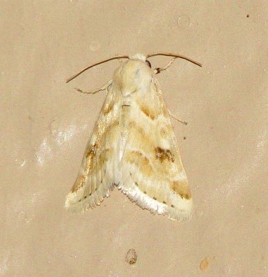Unidentified Moth