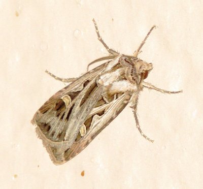 Yellow-Striped Armyworm Moth