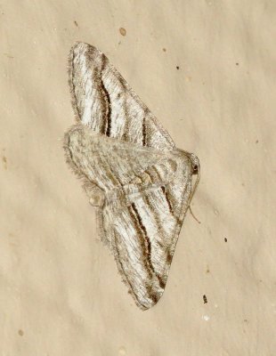 Digrammia excurvata