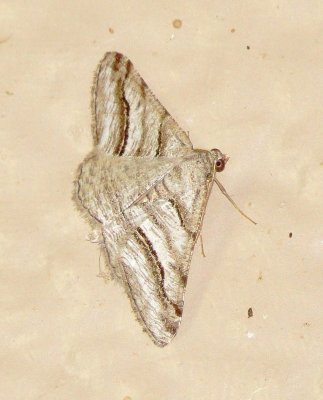 Digrammia excurvata