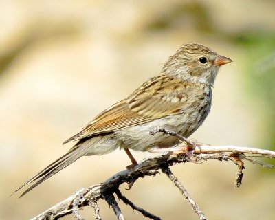 Chipping Sparrow