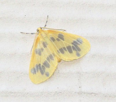 Beggar Moth