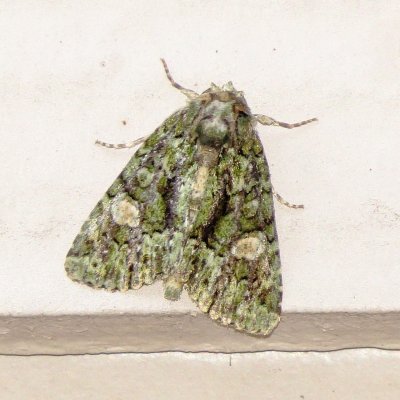 Spotted Phosphila Moth
