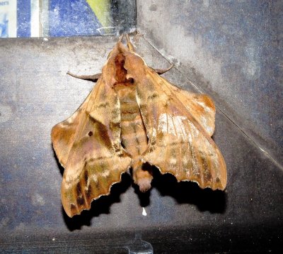 Blinded Sphinx Moth
