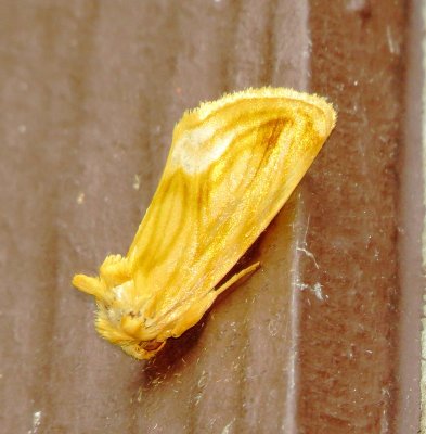 Goldenrod Stowaway