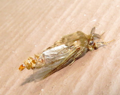 Evergreen Bagworm Moth