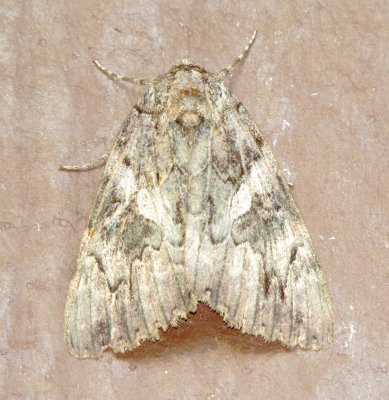 Underwing Moth Species