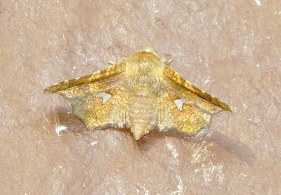 Dysodia Oculatana