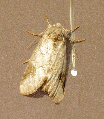 Double-Lined Prominent Moth