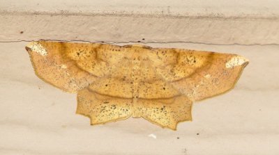 Deep Yellow Euchlaena Moth