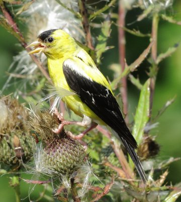 American Goldfinch