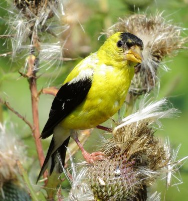 American Goldfinch