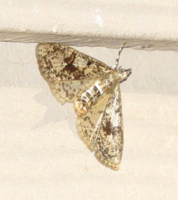 Splendid Palpita Moth