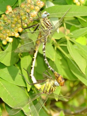 Flag-Tailed Spinyleg