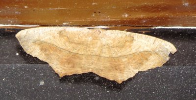 Geometer Moth Species