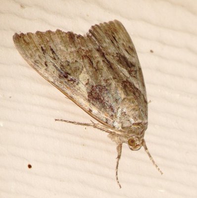 Underwing Moth Species