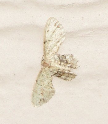 Gray Scoopwing