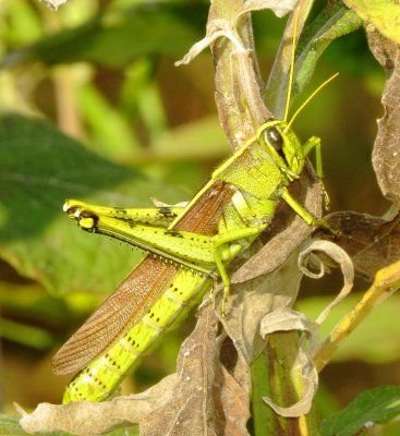 Obscure Bird Grasshopper