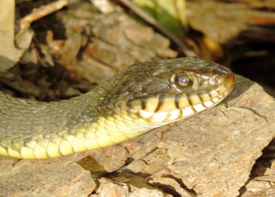 Plain-Bellied Water Snake