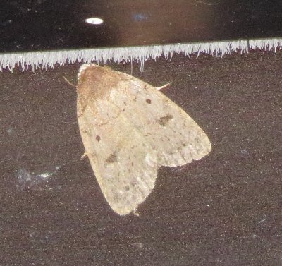 Genus Caradrina