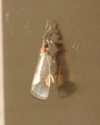 Packard's Lichen Moth