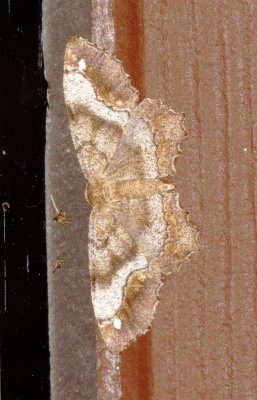 One-Spotted Variant
