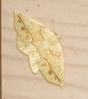 Confused Eusarca Moth