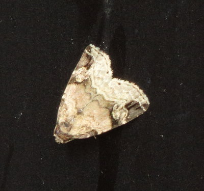 Genus Elaphria