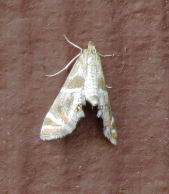 Feather-Edged Petrophila Moth