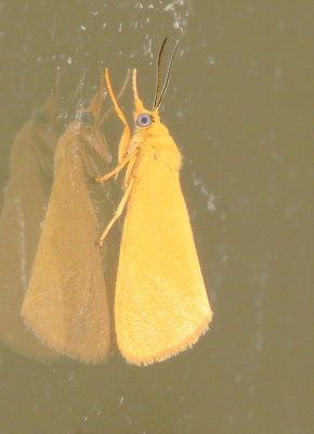 Orange Virbia Moth