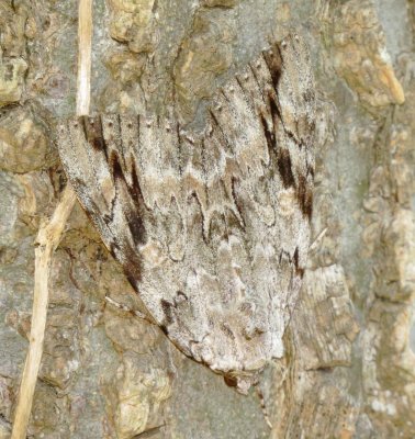 Sad Underwing Moth