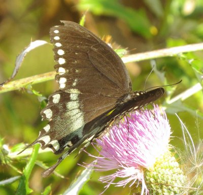 Spicebush Swallowtail