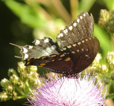 Spicebush Swallowtail