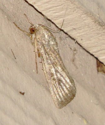 Unidentified Moth