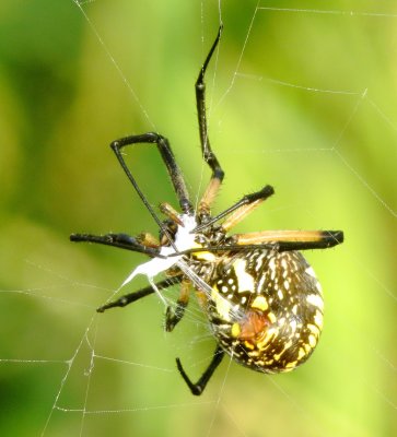 Yellow Garden Spider