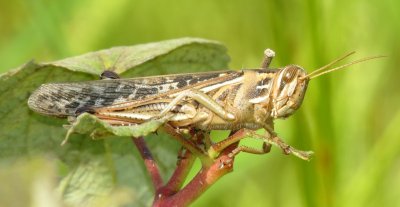 American Bird Grasshopper