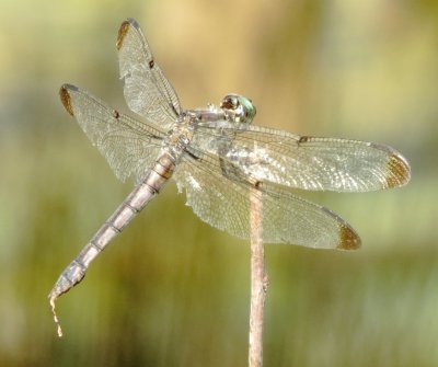Great Blue Skimmer