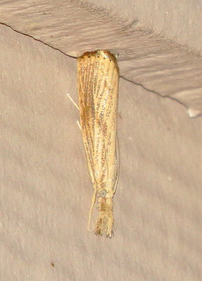 Crambid Moth Species
