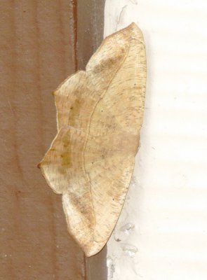 Geometer Moth Species