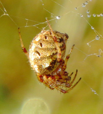 Genus Neoscona