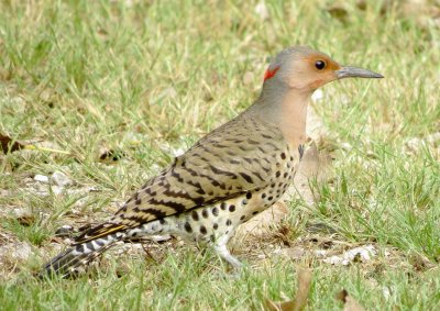 Northern Flicker