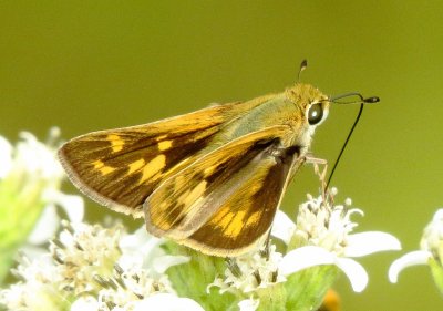 Fiery Skipper