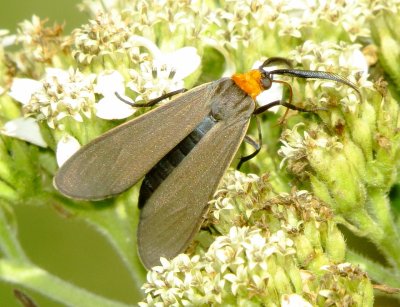 Yellow-Collared Scape Moth