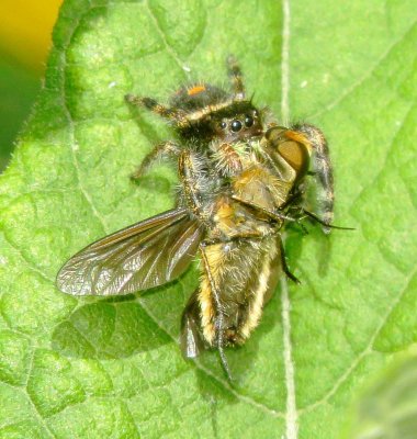 Bold Jumping Spider