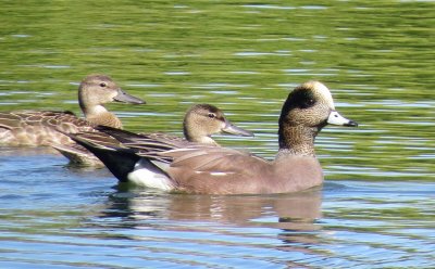 American Wigeon and Blue-Winged Teal