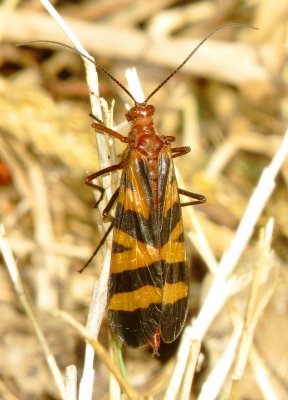 Nuptial Scorpionfly