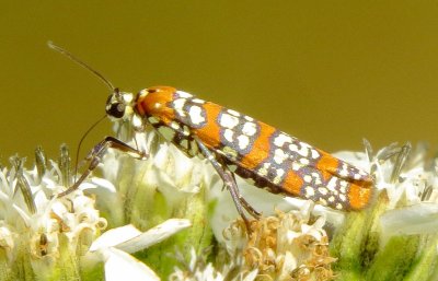 Ailanthus Webworm Moth