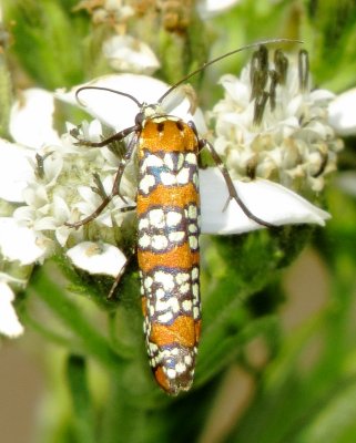 Ailanthus Webworm Moth
