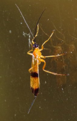 Acrotaphus wiltii